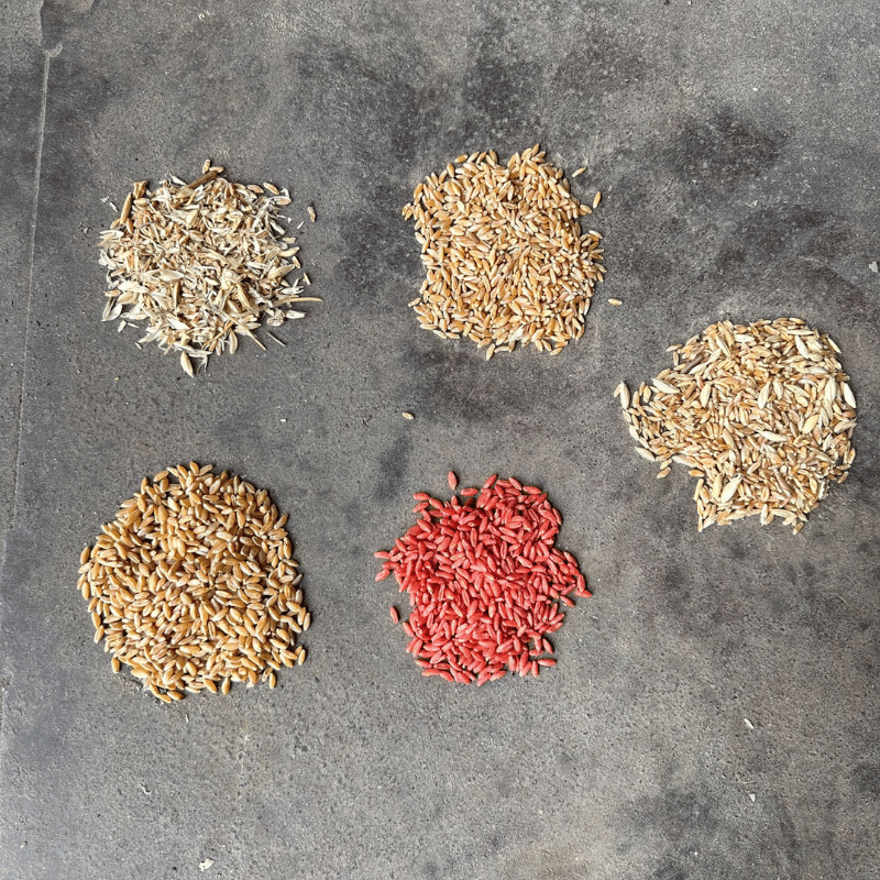 Appareil de traitement de semence série BIG BAG  équipé vis polyuréthane