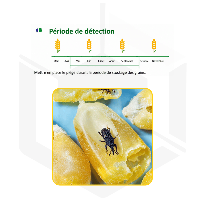 Seringue de phéromones pour pièges