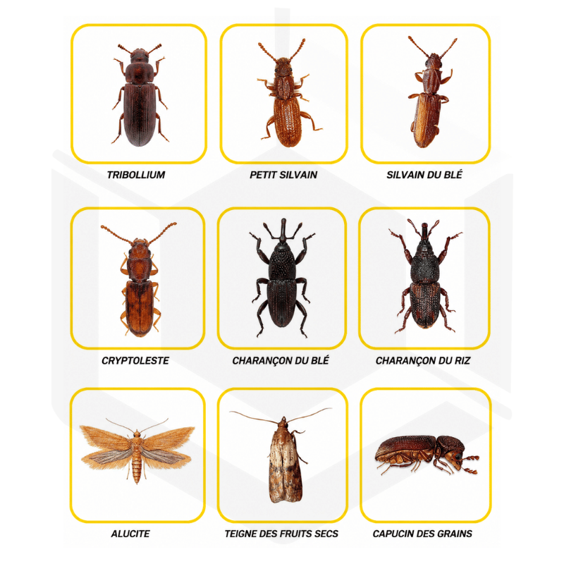 Seringue de phéromones pour pièges